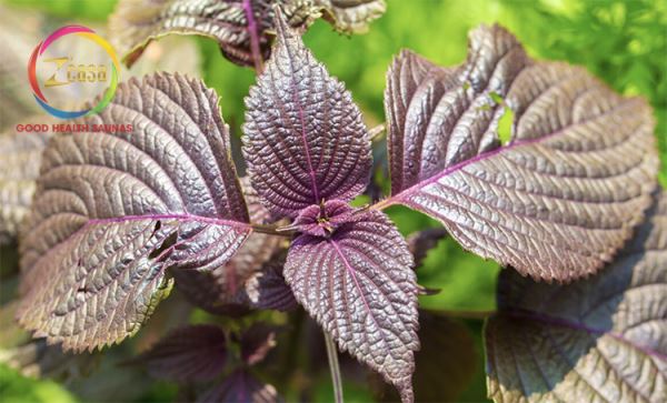 blog/kien-thuc-xong-hoi/xong-mat-bang-la-tia-to