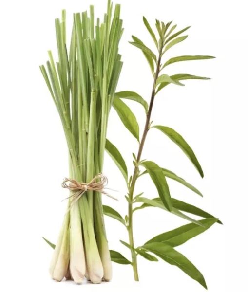 blog/kien-thuc-xong-hoi/xong-mat-bang-sa